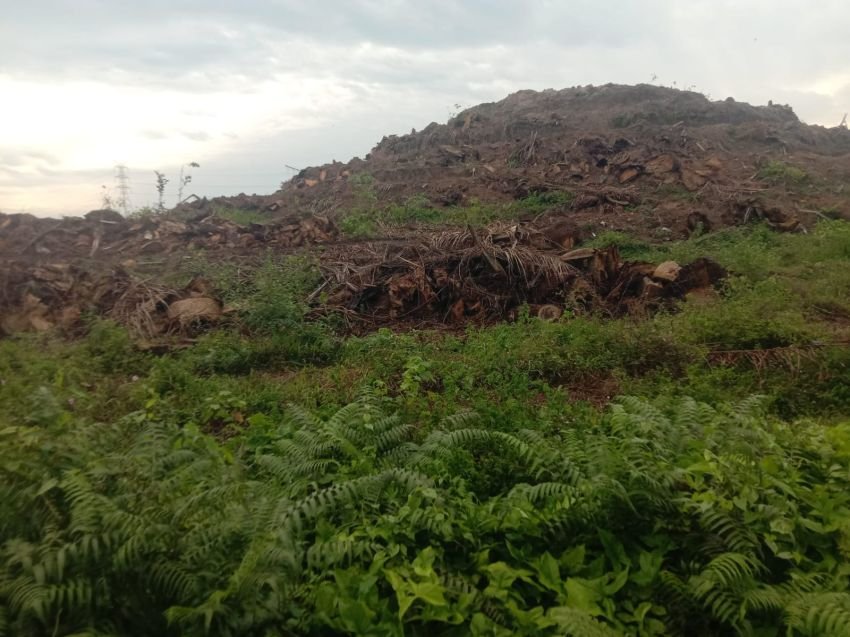 Soal Pekerjaan Replanting Kebun Marihat, Jangankan Asisten Maneger Tidak Dipedulikan Vendor