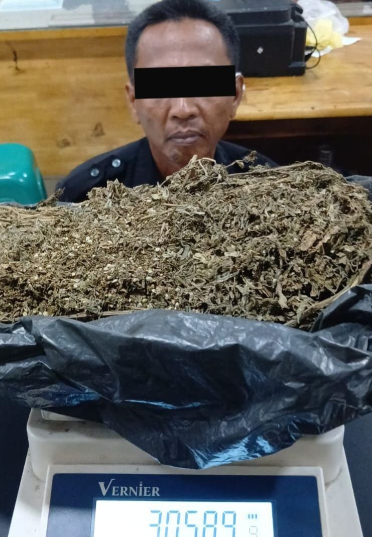Makjang ! Oknum Satpam Nyambi Jual Beli Daun Ganja : Polisi Sita Barang Bukti 3 Ons