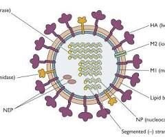 Dinas Kesehatan Kota Medan Surati Puskesmas dan Rumah Sakit Waspadai Penyebaran Virus Influenza A