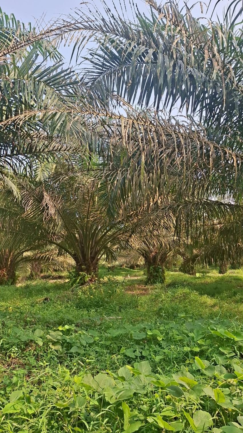 Daun Mengering, Diduga Tanaman Sawit Kebun Tanah Raja Diserang Ulat Api dan Kantung&nbsp;