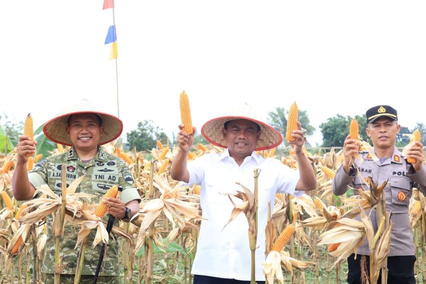 Panen Jagung Bersama Yonif TP 902, Bupati Sergai Dukung Penguatan Ketahanan Pangan