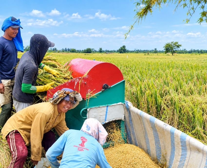 3 Syarat Mendapat Pupuk Subsidi, Salah Satu Terdaftar dalam Kelompok dan RDKK